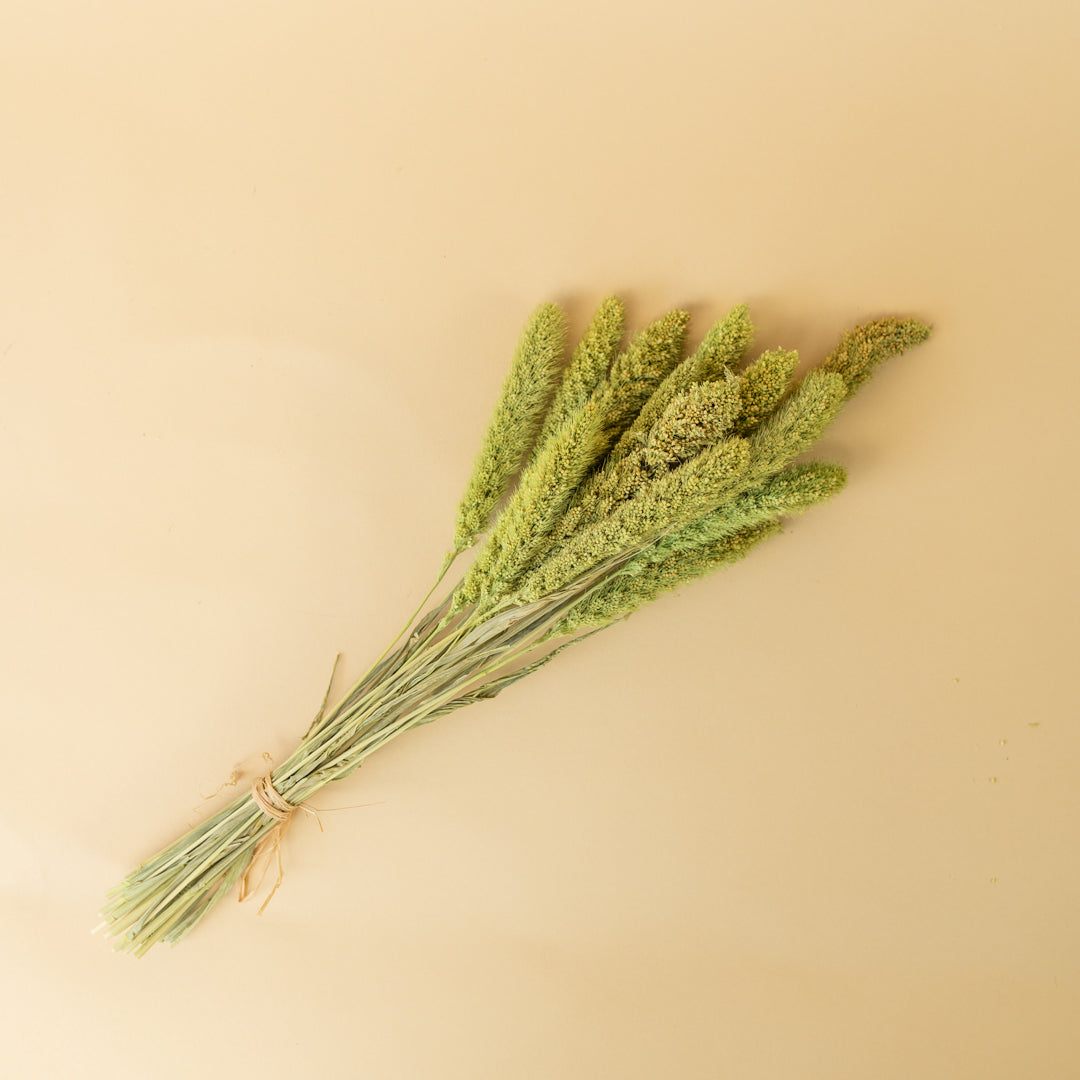 Dried Flowers Green