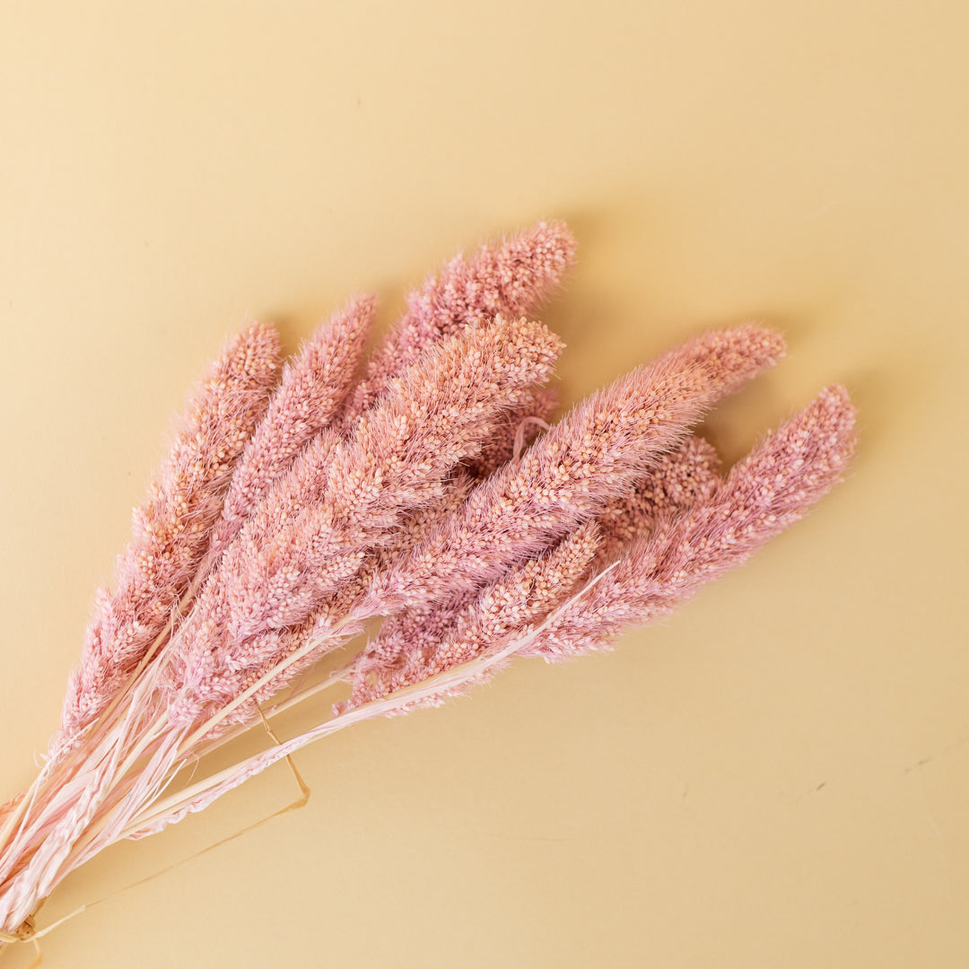 Pink Dried Flowers